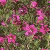 Calibrachoa 'Million Bells', habit