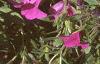 Calibrachoa 'Million Bells', flowers