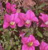 Calibrachoa 'Million Bells', flowers