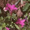 Calibrachoa 'Million Bells', flowers