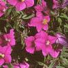 Calibrachoa 'Million Bells', flowers