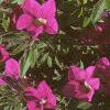 Calibrachoa 'Million Bells', flowers