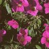 Calibrachoa 'Million Bells', flowers