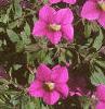 Calibrachoa 'Million Bells', flowers