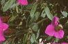 Calibrachoa 'Million Bells', flowers