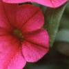Calibrachoa 'Million Bells Cherry Pink', flowers