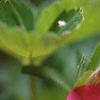 Calibrachoa 'Million Bells Cherry Pink', flowers