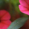 Calibrachoa 'Million Bells Cherry Pink', flowers