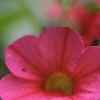 Calibrachoa 'Million Bells Cherry Pink', flowers