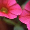 Calibrachoa 'Million Bells Cherry Pink', flowers