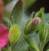 Calibrachoa 'Million Bells Cherry Pink', flowers