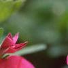 Calibrachoa 'Million Bells Cherry Pink', flowers