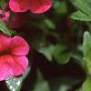 Calibrachoa 'Million Bells Cherry Pink', flowers