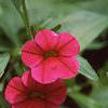 Calibrachoa 'Million Bells Cherry Pink', flowers