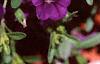 Calibrachoa 'Million Bells Purple', flowers