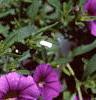 Calibrachoa 'Million Bells Purple', flowers