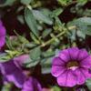 Calibrachoa 'Million Bells Purple', flowers