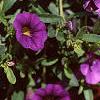 Calibrachoa 'Million Bells Purple', flowers