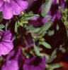 Calibrachoa 'Million Bells Purple', flowers