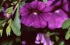 Calibrachoa 'Million Bells Purple', flowers