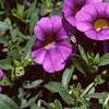 Calibrachoa 'Million Bells Purple', flowers