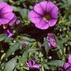 Calibrachoa 'Million Bells Purple', flowers