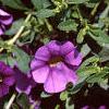 Calibrachoa 'Million Bells Purple', flowers