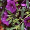 Calibrachoa 'Million Bells Purple', flowers