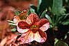 Calibrachoa 'Million Bells Terra Cotta', flowers