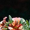 Calibrachoa 'Million Bells Terra Cotta', flowers