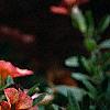 Calibrachoa 'Million Bells Terra Cotta', flowers
