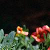Calibrachoa 'Million Bells Terra Cotta', flowers