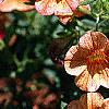 Calibrachoa 'Million Bells Terra Cotta', flowers