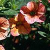 Calibrachoa 'Million Bells Terra Cotta', flowers