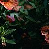 Calibrachoa 'Million Bells Terra Cotta', flowers