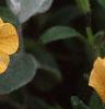 Calibrachoa 'Million Bells Yellow', flowers
