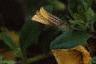 Calibrachoa 'Million Bells Yellow', flowers