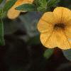 Calibrachoa 'Million Bells Yellow', flowers