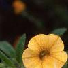Calibrachoa 'Million Bells Yellow', flowers