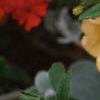 Calibrachoa 'Million Bells Yellow', flowers