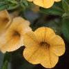 Calibrachoa 'Million Bells Yellow', flowers