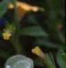 Calibrachoa 'Million Bells Yellow', flowers