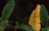 Calibrachoa 'Million Bells Yellow', flowers