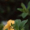 Calibrachoa 'Million Bells Yellow', flowers