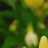 Capsicum annuum 'Chilly Chili', fruit