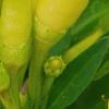 Capsicum annuum 'Chilly Chili', fruit