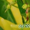 Capsicum annuum 'Chilly Chili', fruit