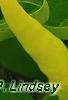 Capsicum annuum 'Chilly Chili', fruit