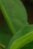 Capsicum annuum 'Chilly Chili', fruit