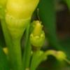 Capsicum annuum 'Chilly Chili', fruit